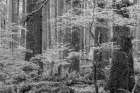 USA, Washington State, Olympic National Park. Forest with tree trunks and young vine maple trees. Art Print